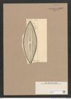 Navicula sp. (de-Toni-Nr.: Genus 1) Zeichnungen Sammlung Grunow Nr. 1327 (NHMW-BOT-W0368256)